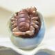 Giant South Sea Baroque Pearl & Carved Mother-of-pearl Shell Scorpion 4.61 G